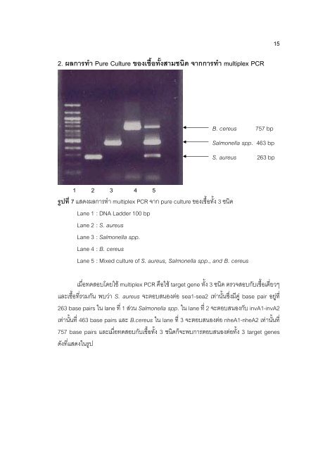 S. aureus - Faculty of Pharmacy, Mahidol University