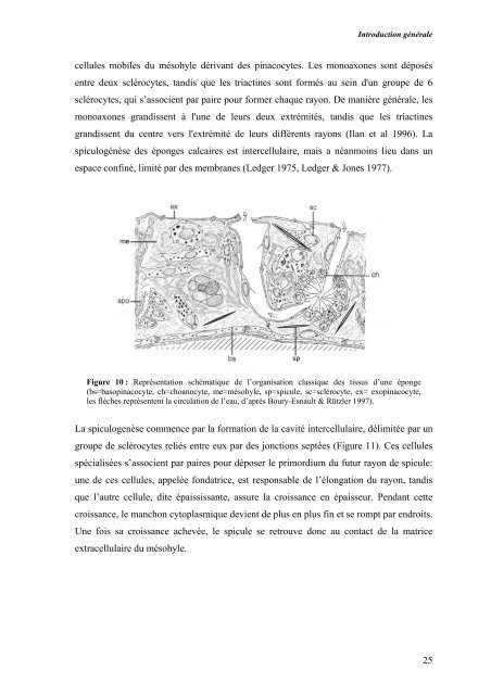 Diapositive 1 - de l'UniversitÃ© libre de Bruxelles