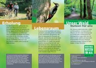 Unser Wald Erholung Lebensraum - Wald.ch