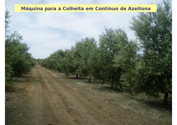 Máquina para a Colheita em Contínuo de Azeitona - António ... - icaam