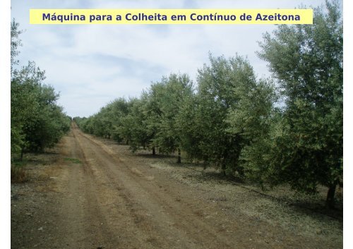 Máquina para a Colheita em Contínuo de Azeitona - António ... - icaam