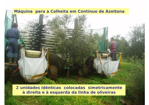 Máquina para a Colheita em Contínuo de Azeitona - António ... - icaam