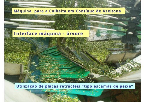 Máquina para a Colheita em Contínuo de Azeitona - António ... - icaam