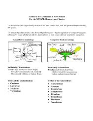 Tribes of the Asteraceae in New Mexico For the NPSNM ...