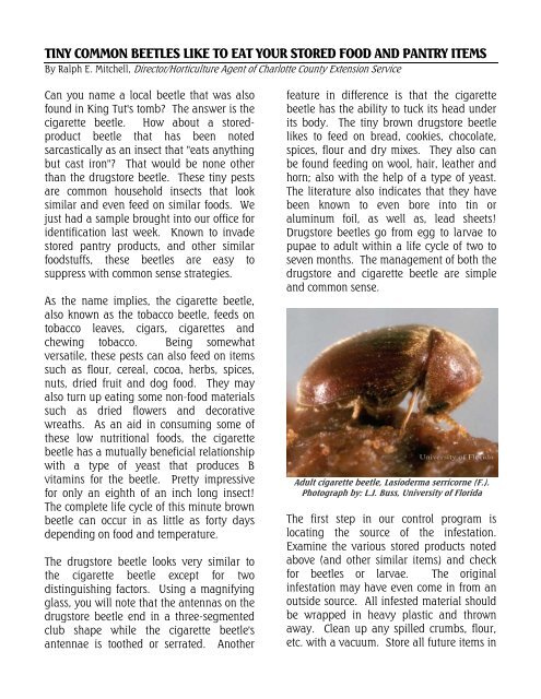 Tiny Common Beetles Like To Eat Your Stored Food And Pantry Items