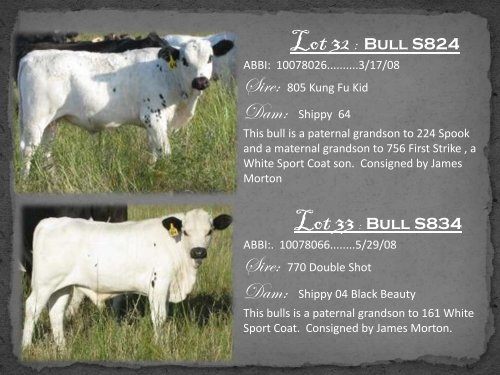 Armstrong_Cattle_Com.. - Armstrong Bucking Bulls