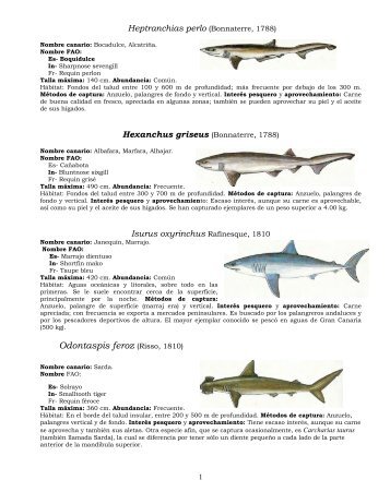 Seriola durnerili (Risso, 1810) - Iesmaritimopesquerolp.org