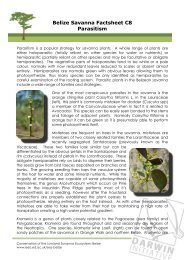 Belize Savanna Factsheet C8 Parasitism - Research