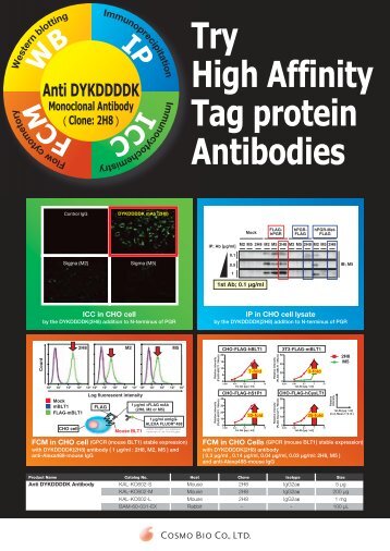 Try High Affinity Tag protein Antibodies