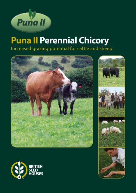 Puna II Perennial Chicory - British Seed Houses