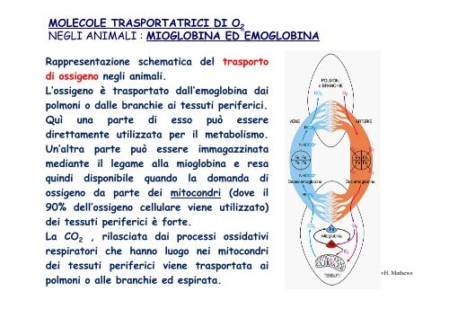 molecole trasportatrici di o negli animali : mioglobina ed emoglobina