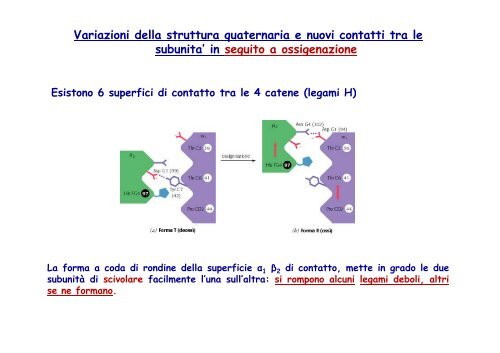 molecole trasportatrici di o negli animali : mioglobina ed emoglobina