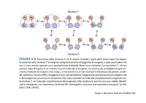 molecole trasportatrici di o negli animali : mioglobina ed emoglobina