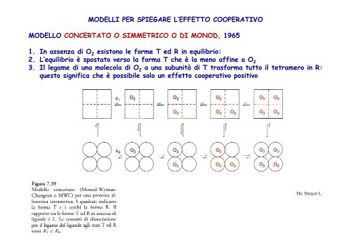 molecole trasportatrici di o negli animali : mioglobina ed emoglobina