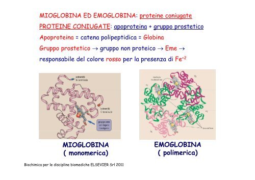 molecole trasportatrici di o negli animali : mioglobina ed emoglobina