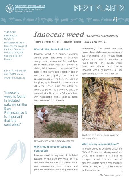 Innocent weed - Eyre Peninsula Natural Resources Management ...