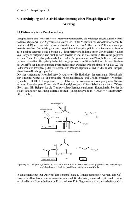 6. Aufreinigung und AktivitÃ¤tsbestimmung einer Phospholipase D ...