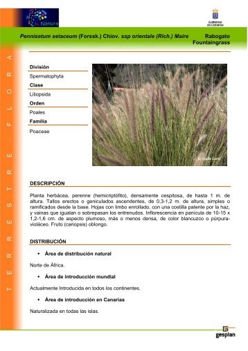 Pennisetum setaceum (Forssk.) Chiov. ssp ... - Interreg Bionatura