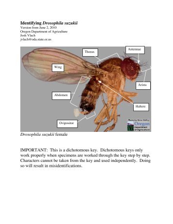 Identifying Drosophila suzukii - State of Oregon