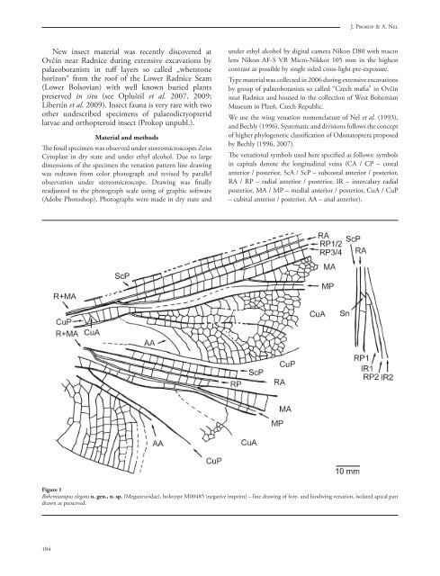 New griffenfly, Bohemiatupus elegans from the Late Carboniferous ...