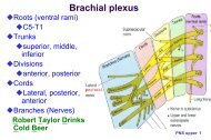 PNS: upper limb