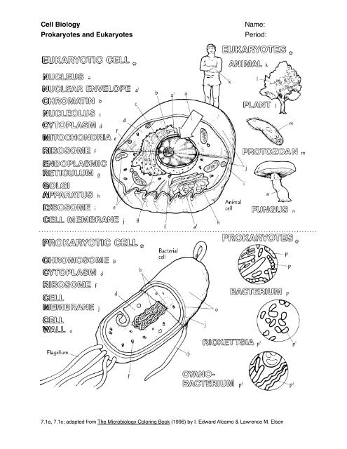 prokaryotes-and-eukaryotes-jflaherty1-kleinisd