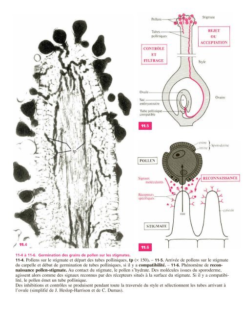 Atlas biologie veget.. - e-nautia