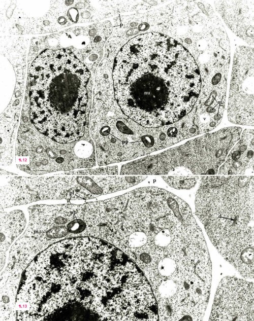 Atlas biologie veget.. - e-nautia