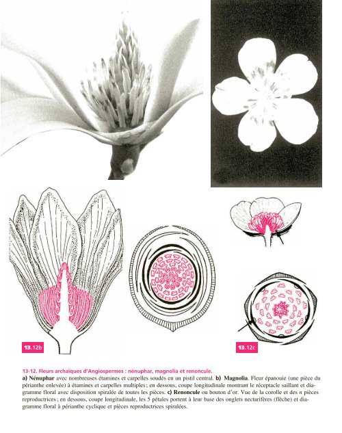 Atlas biologie veget.. - e-nautia