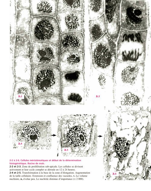 Atlas biologie veget.. - e-nautia