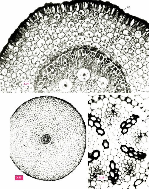 Atlas biologie veget.. - e-nautia