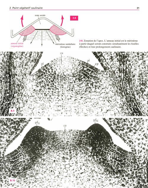 Atlas biologie veget.. - e-nautia