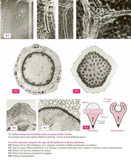 Atlas biologie veget.. - e-nautia