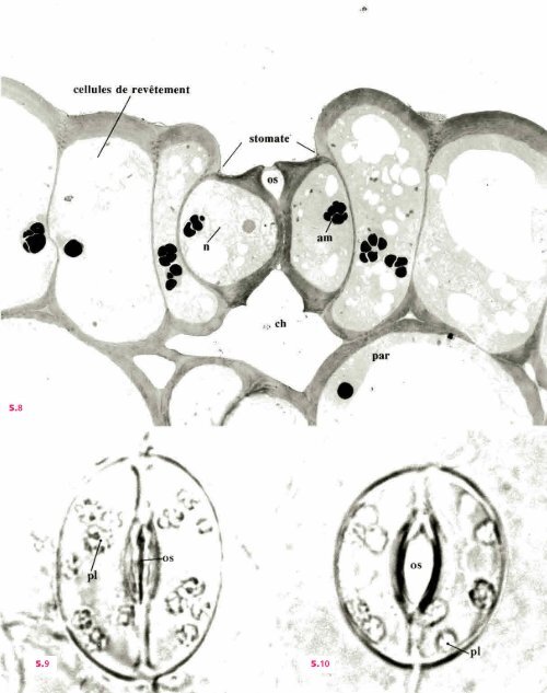 Atlas biologie veget.. - e-nautia