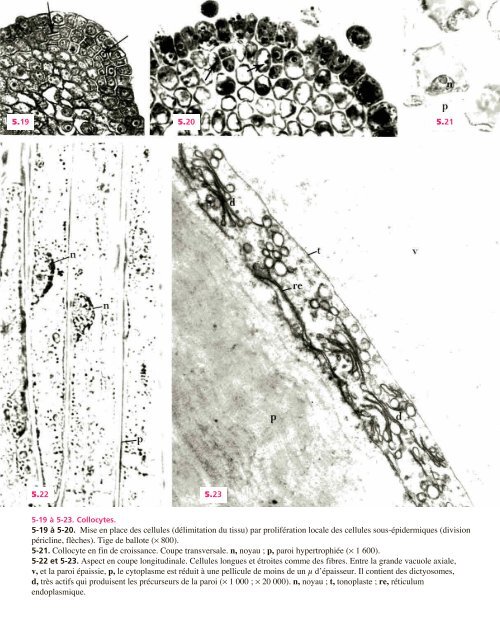 Atlas biologie veget.. - e-nautia