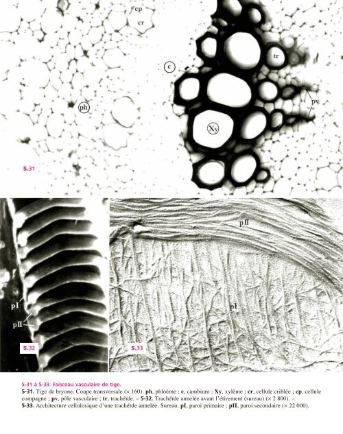 Atlas biologie veget.. - e-nautia