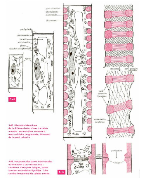 Atlas biologie veget.. - e-nautia