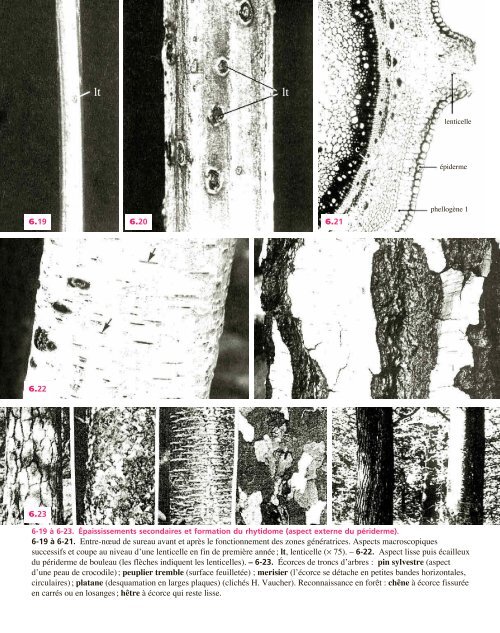 Atlas biologie veget.. - e-nautia