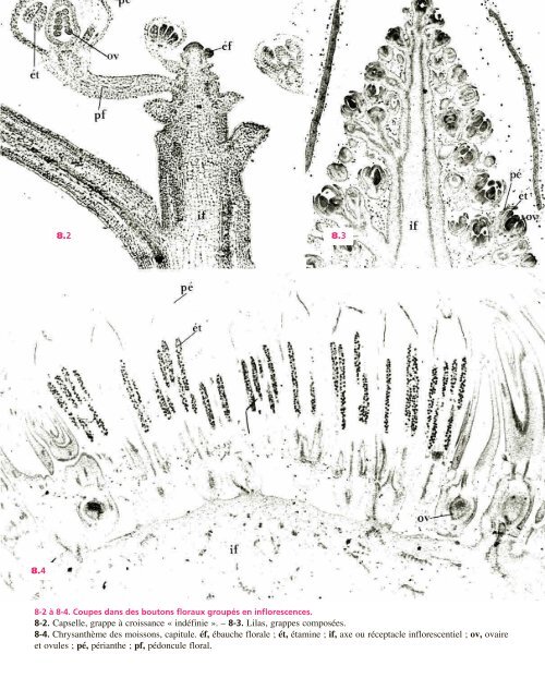 Atlas biologie veget.. - e-nautia