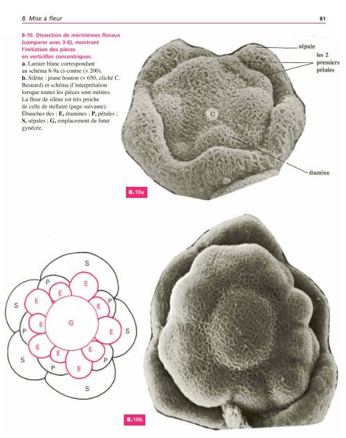 Atlas biologie veget.. - e-nautia