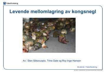 Levende mellomlagring av kongesnegl - BluePlanet AS