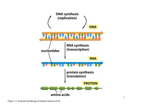 Essential Cell Biology Transcription