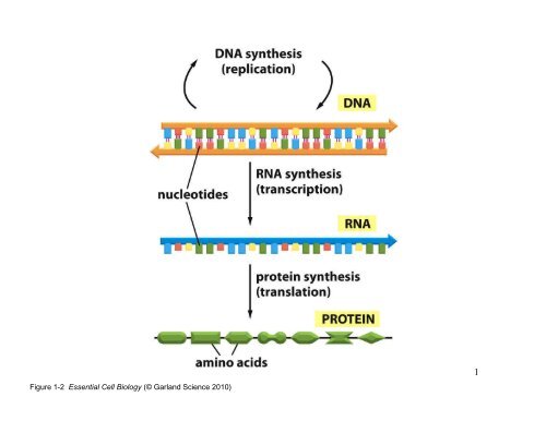 Figure 1-2 Essential Cell Biology (Â© Garland Science 2010)