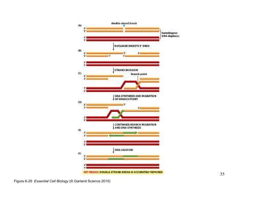 Figure 1-2 Essential Cell Biology (Â© Garland Science 2010)