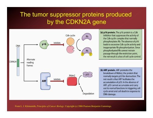 Cancer: A Brief Overview