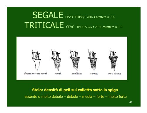 (Microsoft PowerPoint - SEGALE E TRITICALE - corso ... - Ense