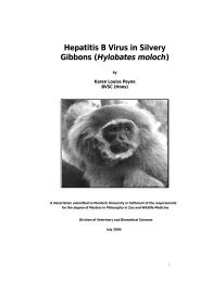 Hepatitis B Virus in Silvery Gibbons (Hylobates moloch) - Perth Zoo
