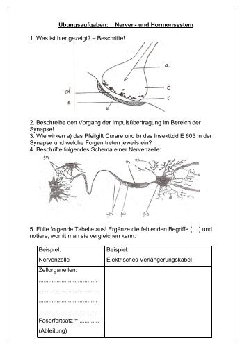 Ãœbungsaufgaben -Nerven- und Hormonsystem - Realschule Lage