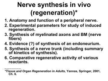 Nerve synthesis in vivo (regeneration) - MIT OpenCourseWare