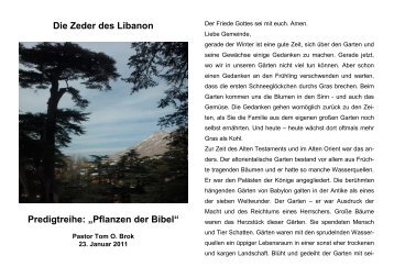 Die Zeder des Libanon